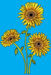 Sunflower Sunflower