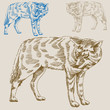 Wolf Drawing Wolf Drawing