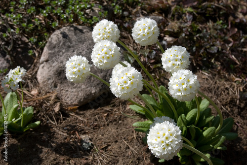Primula Denticulata
