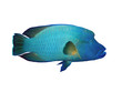 Isolated napoleon Fish on a white background