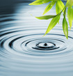 Fresh bamboo leaves over water Fresh bamboo leaves over water