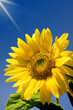 Foto: Girasol Girasol