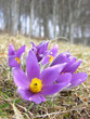 Geschützte Küchenschelle im Frühling/protected pulsatilla