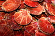 Jakobsmuscheln,fangfrisch,Fischmarkt,Languedoc Roussilion