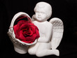 valentine's gift with angel figure and red rose flower