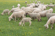 Sheep Grazing Sheep Grazing