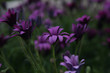 beautiful purple flowers