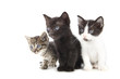 Trois petits chatons mignons