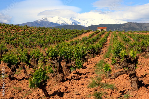 Languedoc Roussillon, Weinstöcke, Pyrenäen, Frankreich