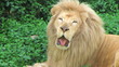 White Lion Yawning
