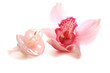 Sucette rose