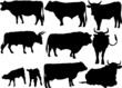 cattle collection vector cattle collection vector