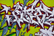 grafiti
