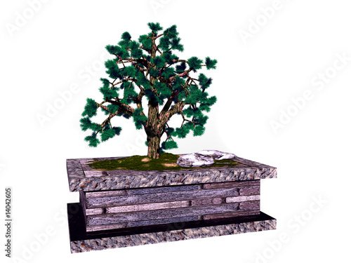 Bonsai tree Bonsai tree