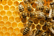 bees on honeycells