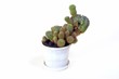 Potted Cactus