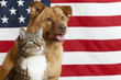 American cat and dog American cat and dog