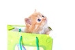 Red kitten with blue eyes in green gift bag