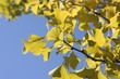 Gingko