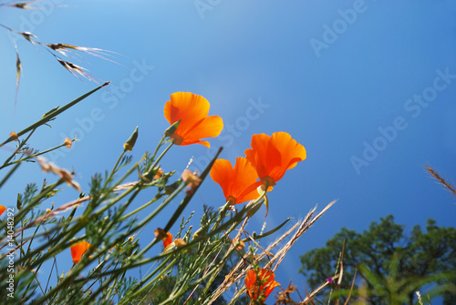 Photo: California Poppies Reaching Sky California Poppies Reaching Sky