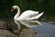 Schwan