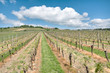 Vineyard