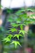Green leaves