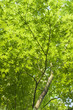 Green leaves