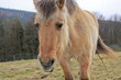 Pferd auf der Weide