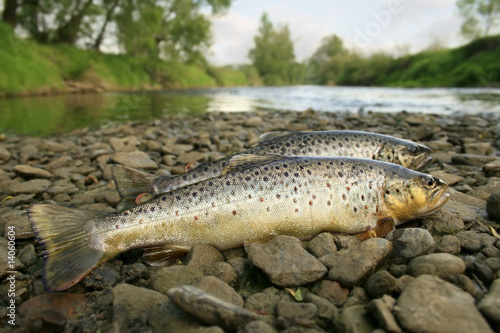 Photo: trouts trouts