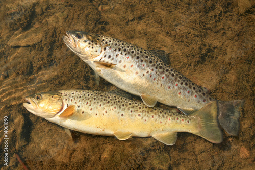 Photo: trouts trouts