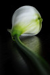 Calla in the dark