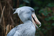 Shoebill bird Shoebill bird