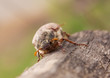 May-bug beetle