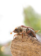 May-bug beetle