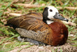 White-faced tree duck White-faced tree duck