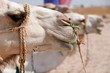camels camels
