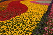 Photo: flower garden flower garden