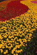 Photo: flower garden flower garden