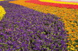 Photo: flower garden flower garden