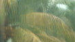 Video: Tropical Rain Tropical Rain