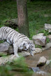Prowling White Tiger