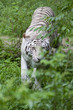 Prowling White Tiger