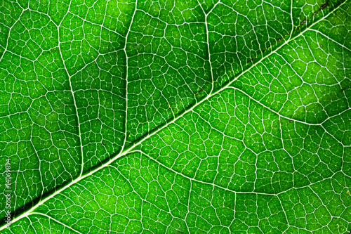 Photo: Close up of bright green leaf Close up of bright green leaf