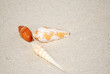 Shells