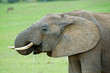 A young Elephant drinking portrait A young Elephant drinking portrait
