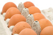 chicken eggs