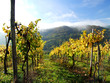 Weinberg im Herbst