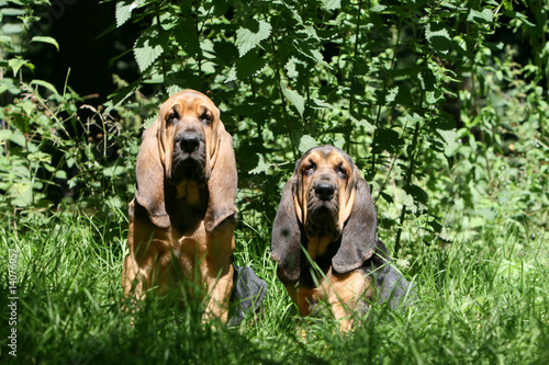 couple de saint hubert assis dans le jardin face au soleil