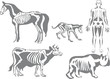 human and animals skeletons human and animals skeletons